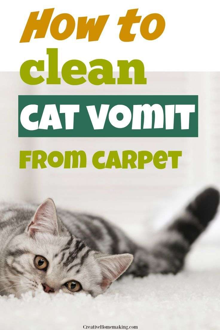 How to Clean Cat Vomit from Carpet