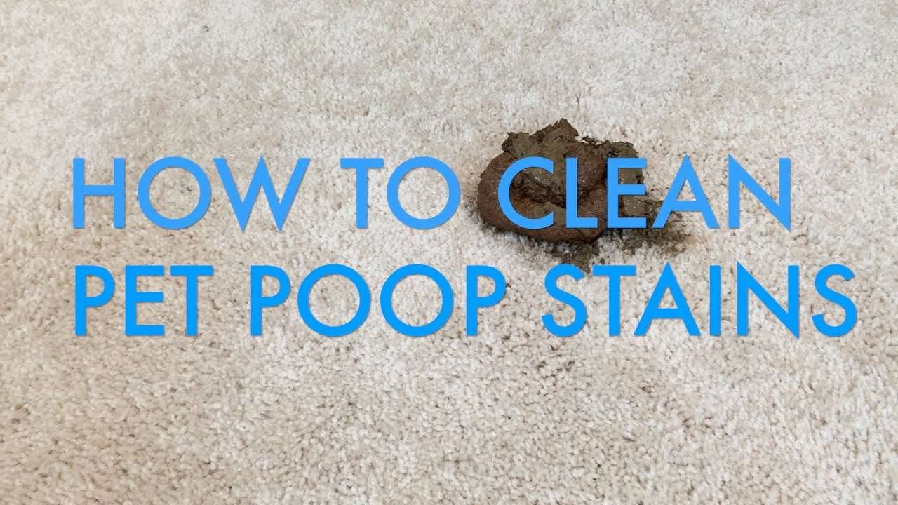 How to Clean Pet Poop Stains from Carpet