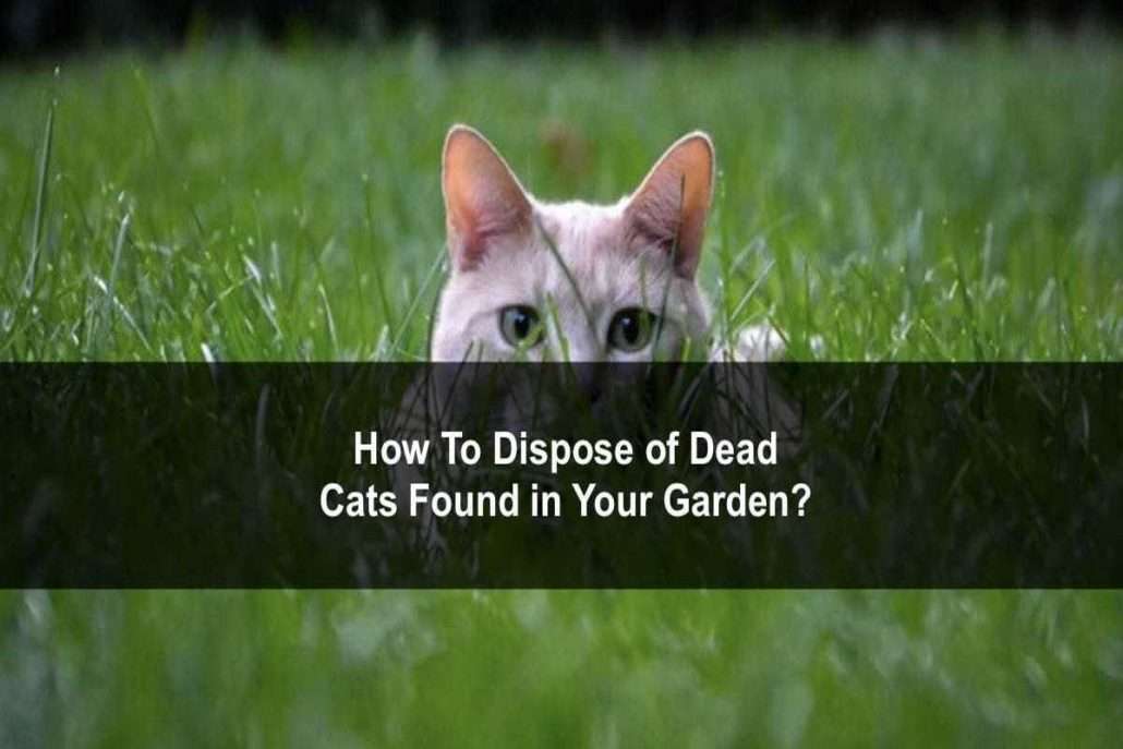 How to Dispose of a Dead Cat?