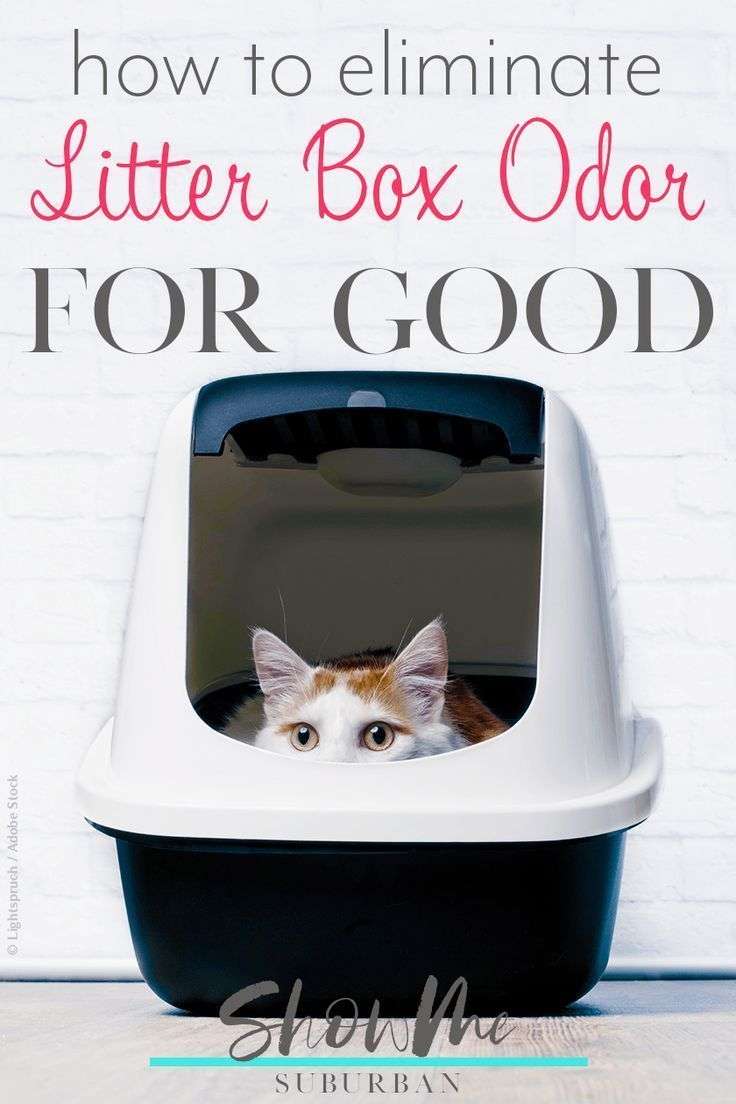 How to Eliminate Litter Box Odor For Good