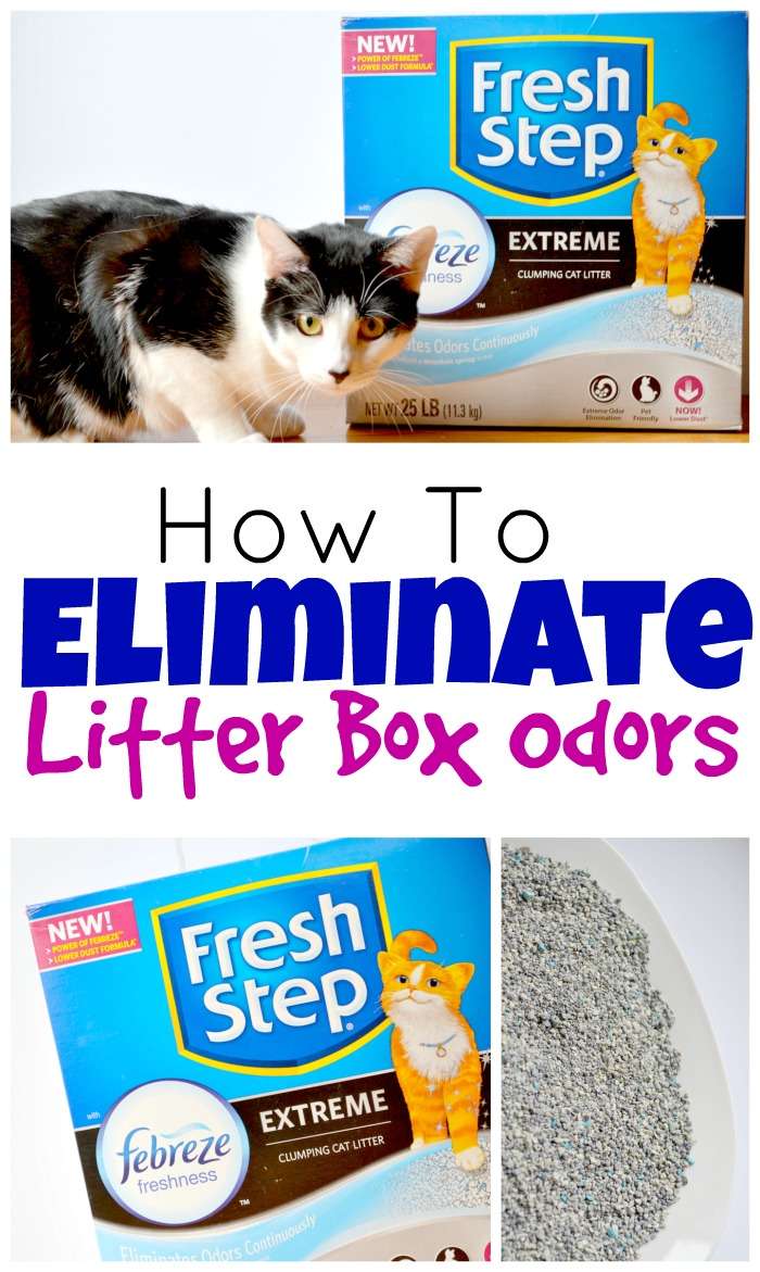 How To Eliminate Litter Box Odors  Miss Frugal Mommy