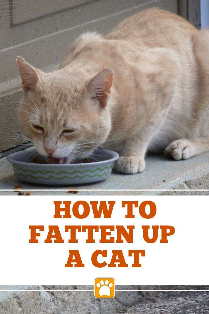 How to Fatten Up a Skinny Cat