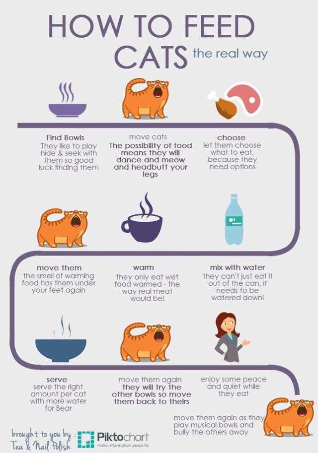 How To Feed Cats Infographic