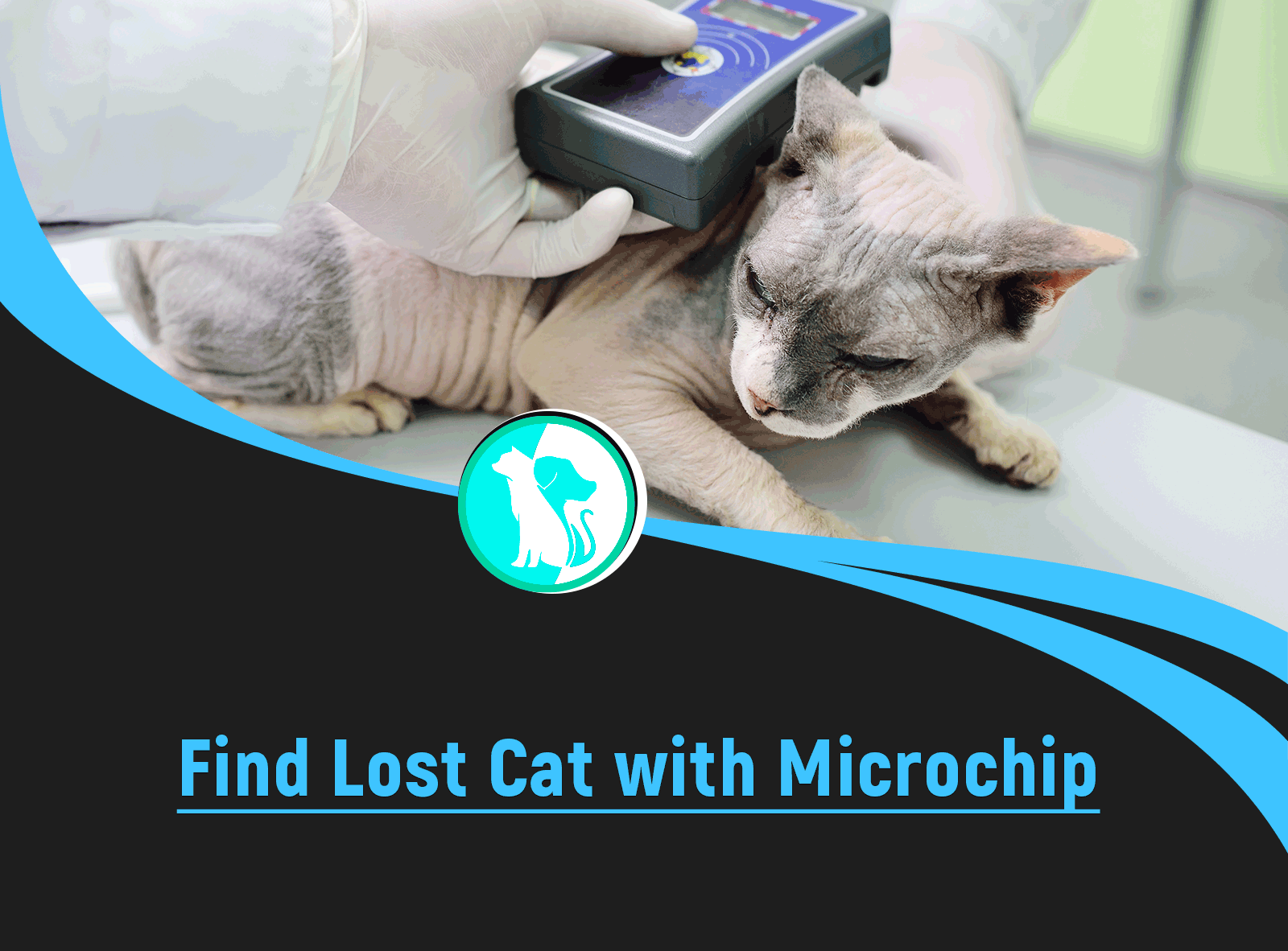 How to Find a Lost Cat with a Microchip