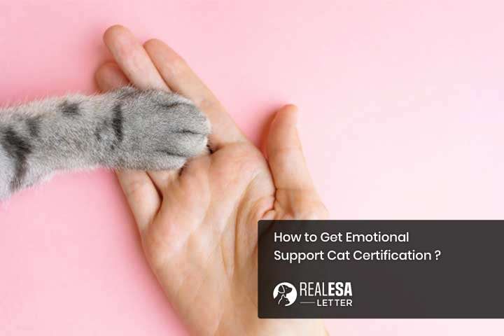 How to Get a Real Emotional Support Cat Letter Online