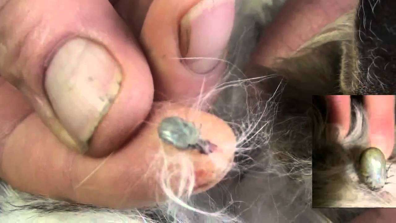 How to get a tick out of a cat