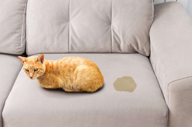 How to Get Cat Pee Smell Out of a Couch (Quick &  Easy)
