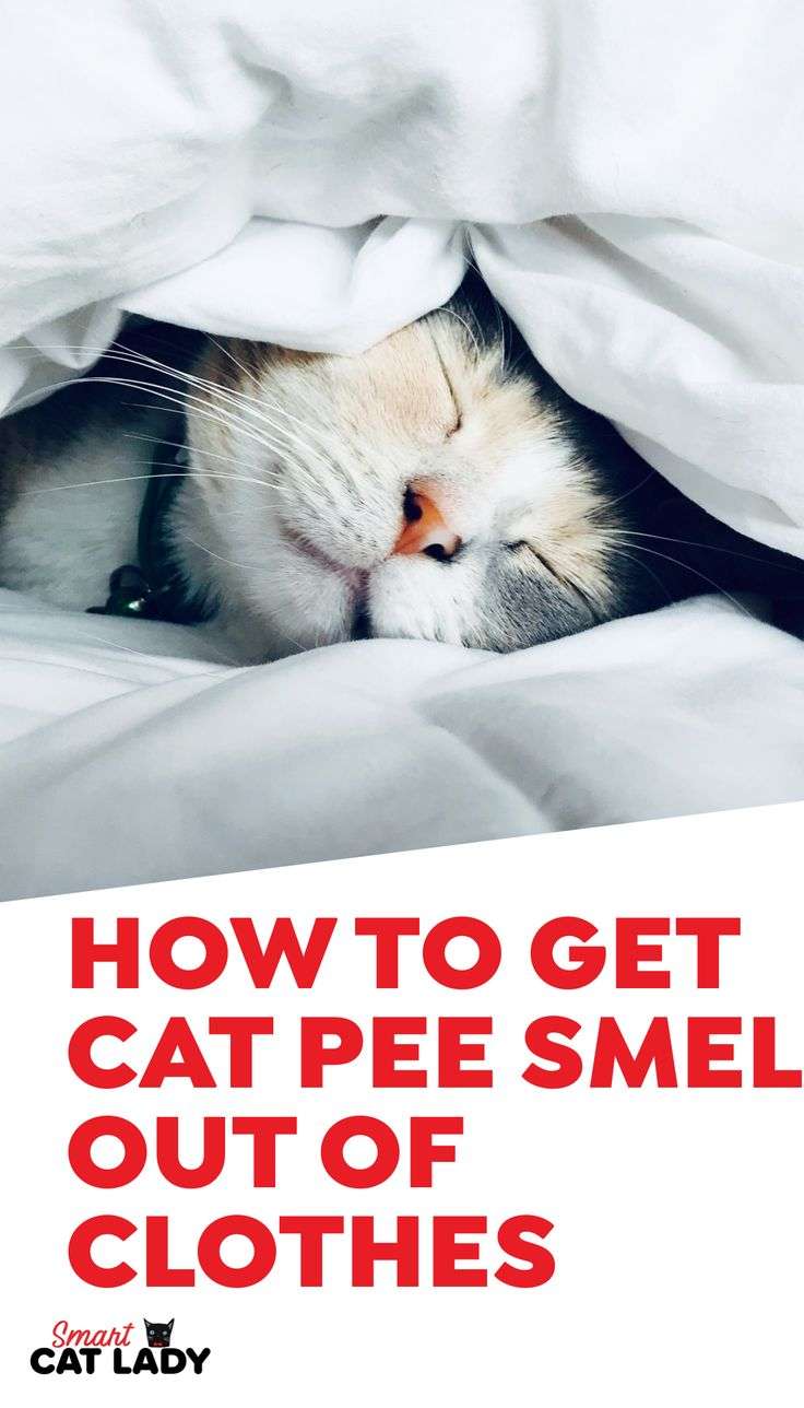 How To Get Cat Pee Smell Out Of Your Clothes