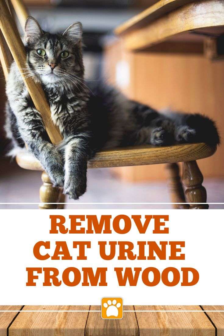 How To Get Cat Urine Out of Wood Furniture