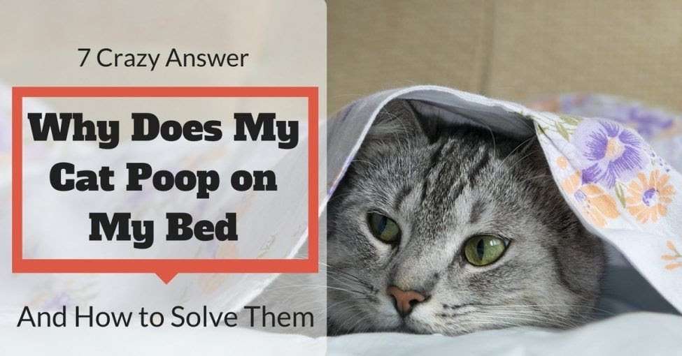 How To Get My Cat To Poop