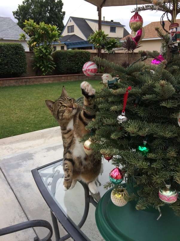 How to get my cat to stop climbing my Christmas tree