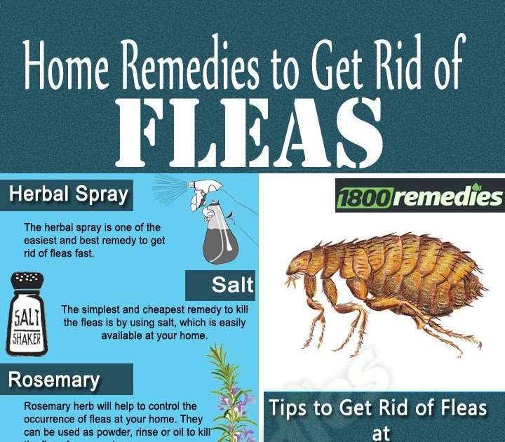 How To Get Rid Of Cat Fleas From Home