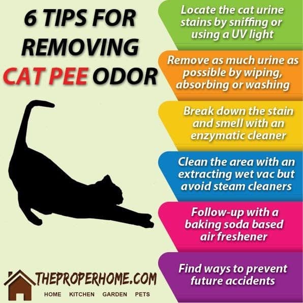 How To Get Rid Of Cat Smell In Garden