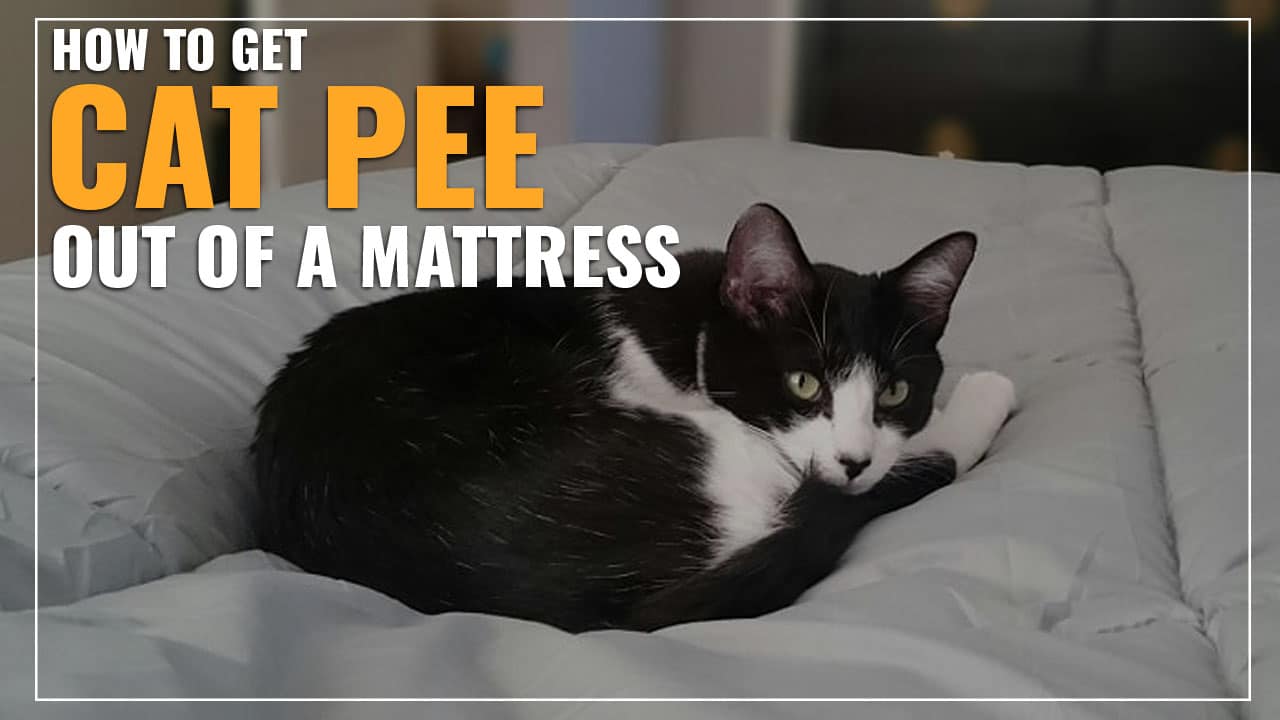 How To Get Rid Of Cat Urine On Bed