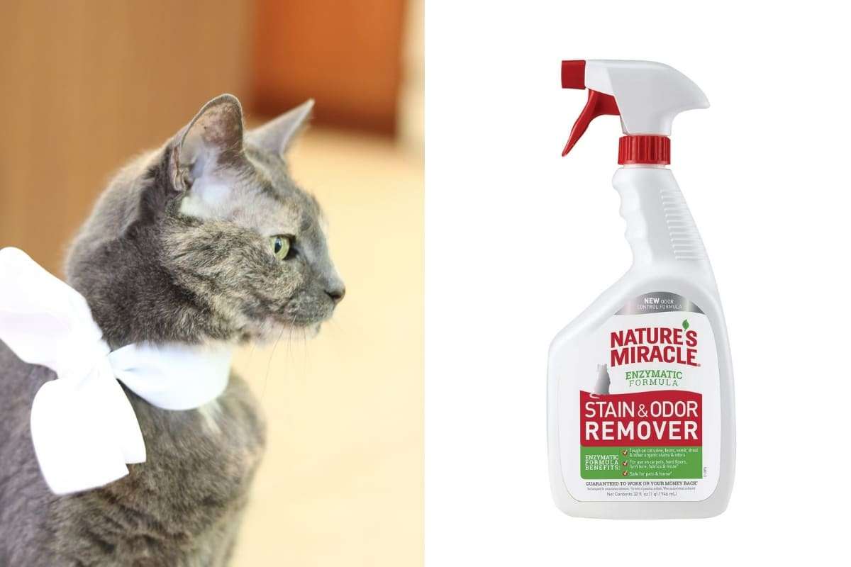 HOW TO GET RID OF CAT URINE SMELL