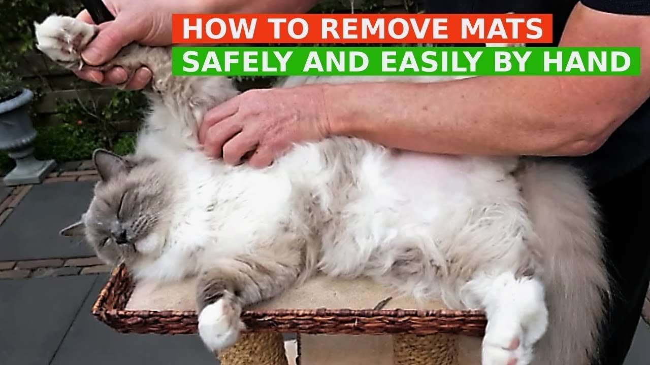 How To Get Rid Of Knots In Cat Hair