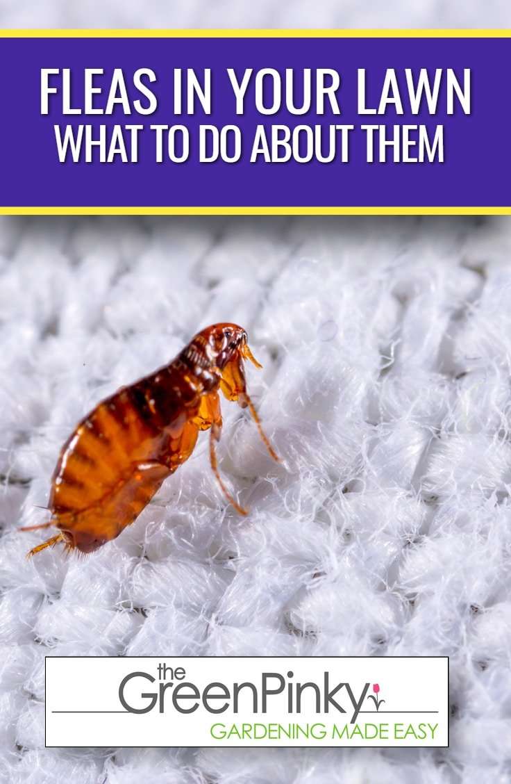 How to Get Rid of Lawn Fleas? â What To Do About Them