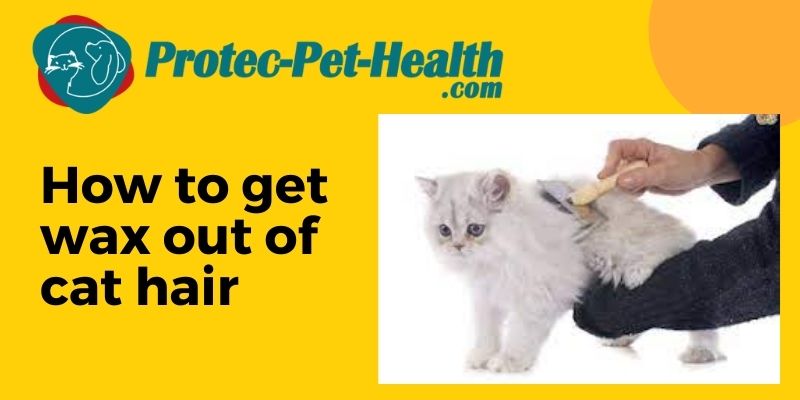 How to get wax out of cat hair? your pet care specialist