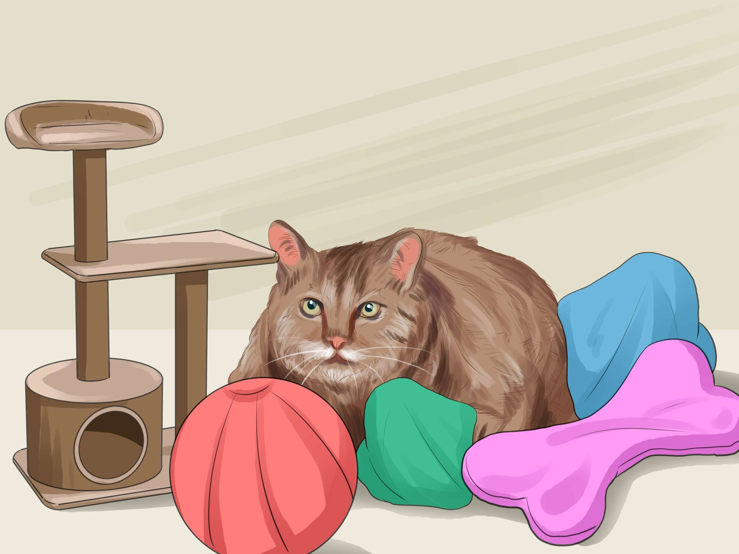 How to Get Your Cat to Like You: 13 Steps (with Pictures)