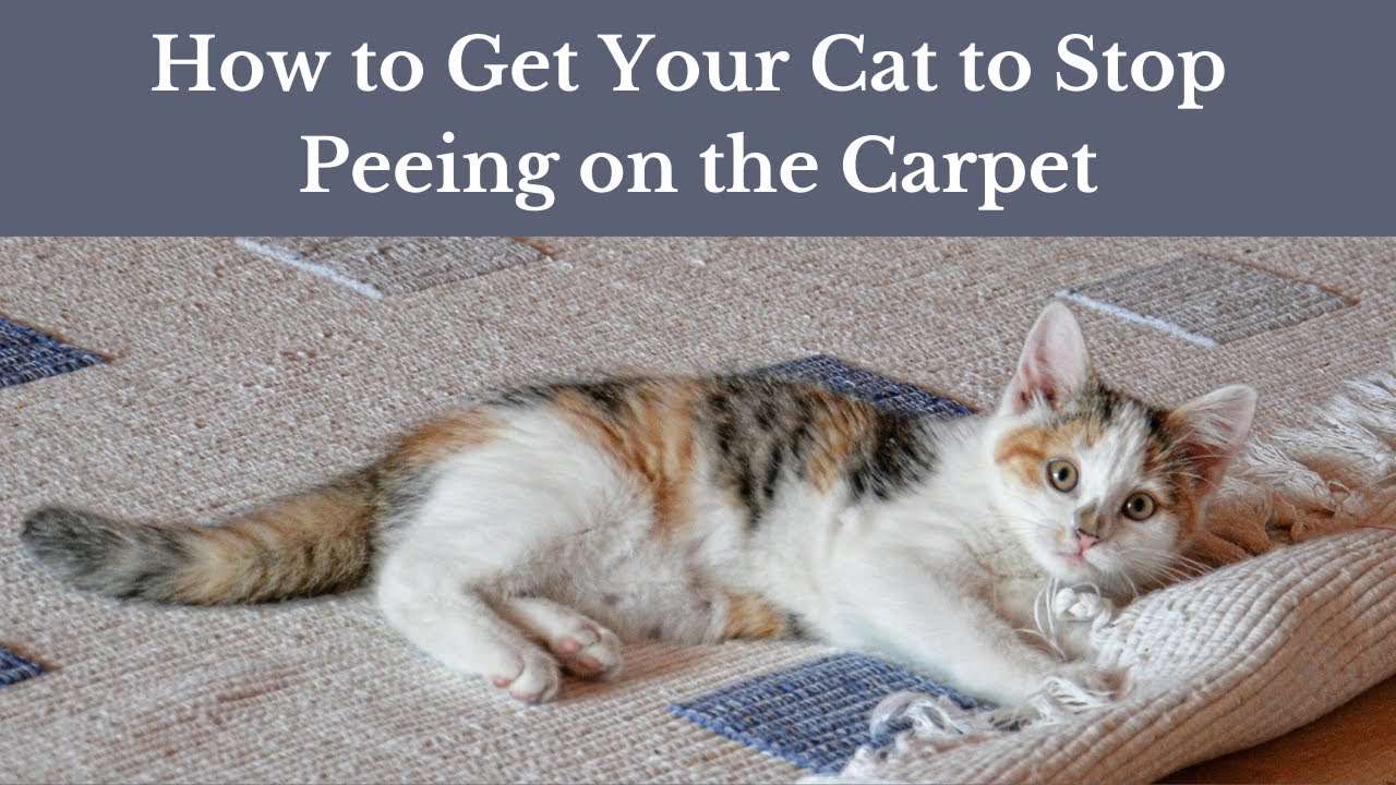 How to Get Your Cat to Stop Peeing on the Carpet