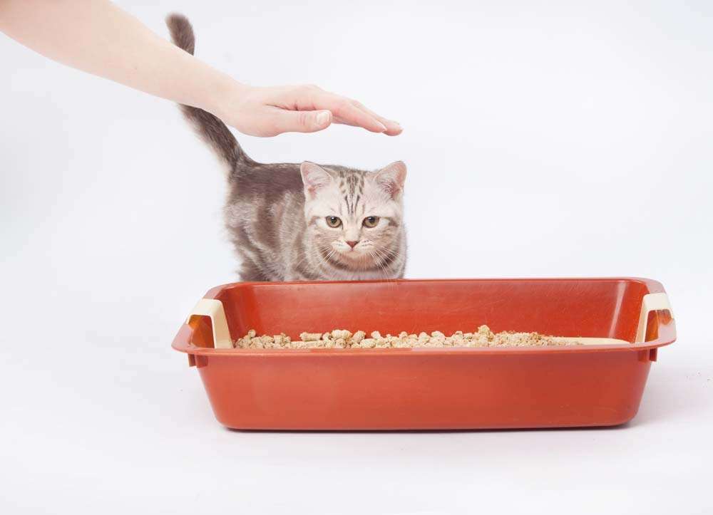 How to Get Your Cat to Use the Litter Box