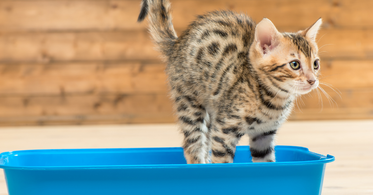 How to Get Your Kitten to Use the Litter Box