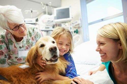 How To Get Your Pet Certified As A Therapy Dog