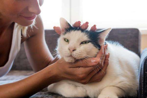 How to Give a Cat a Massage