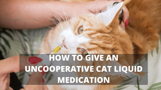 HOW TO GIVE AN UNCOOPERATIVE CAT LIQUID MEDICATION
