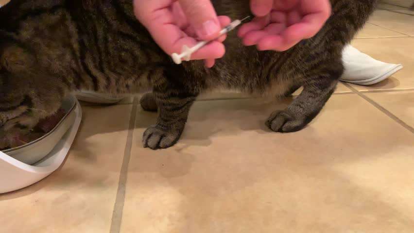 How To Give Insulin To A Cat