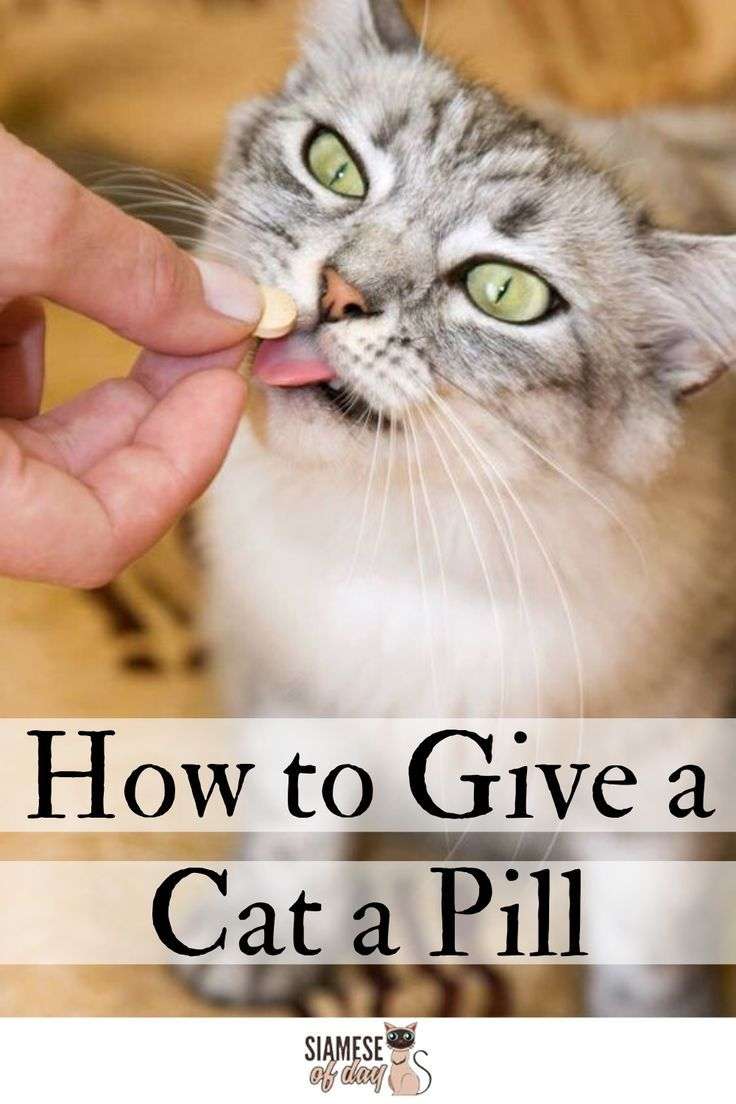 How to Give Your Cat a Pill?