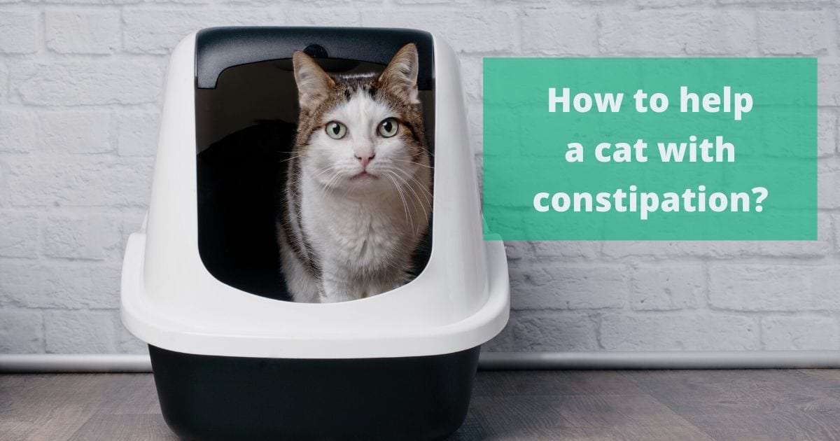 How to help a cat with constipation?
