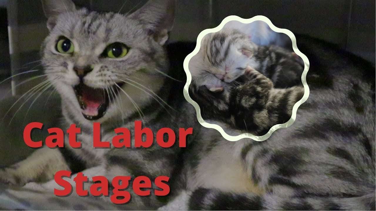 How to help pregnant Cat giving birth I Cat labor