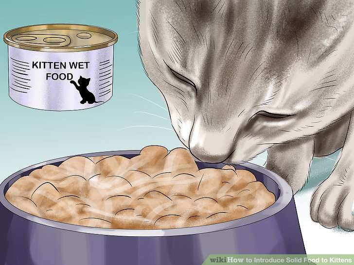 How to Introduce Solid Food to Kittens: 11 Steps (with Pictures)