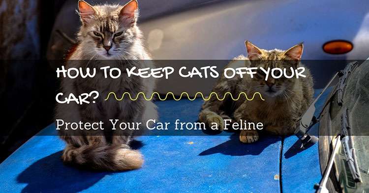 How to Keep Cats Off Your Car? Protect Your Car from a Feline!