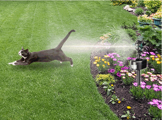 How to keep cats out of your garden