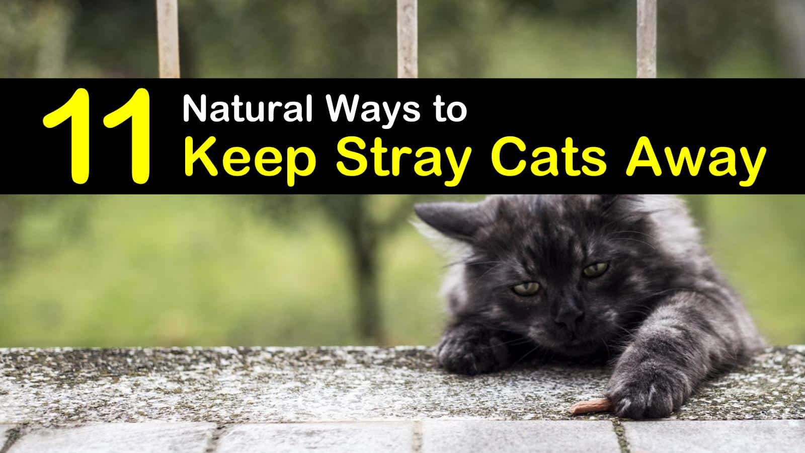 How To Keep Feral Cats Away From Yard