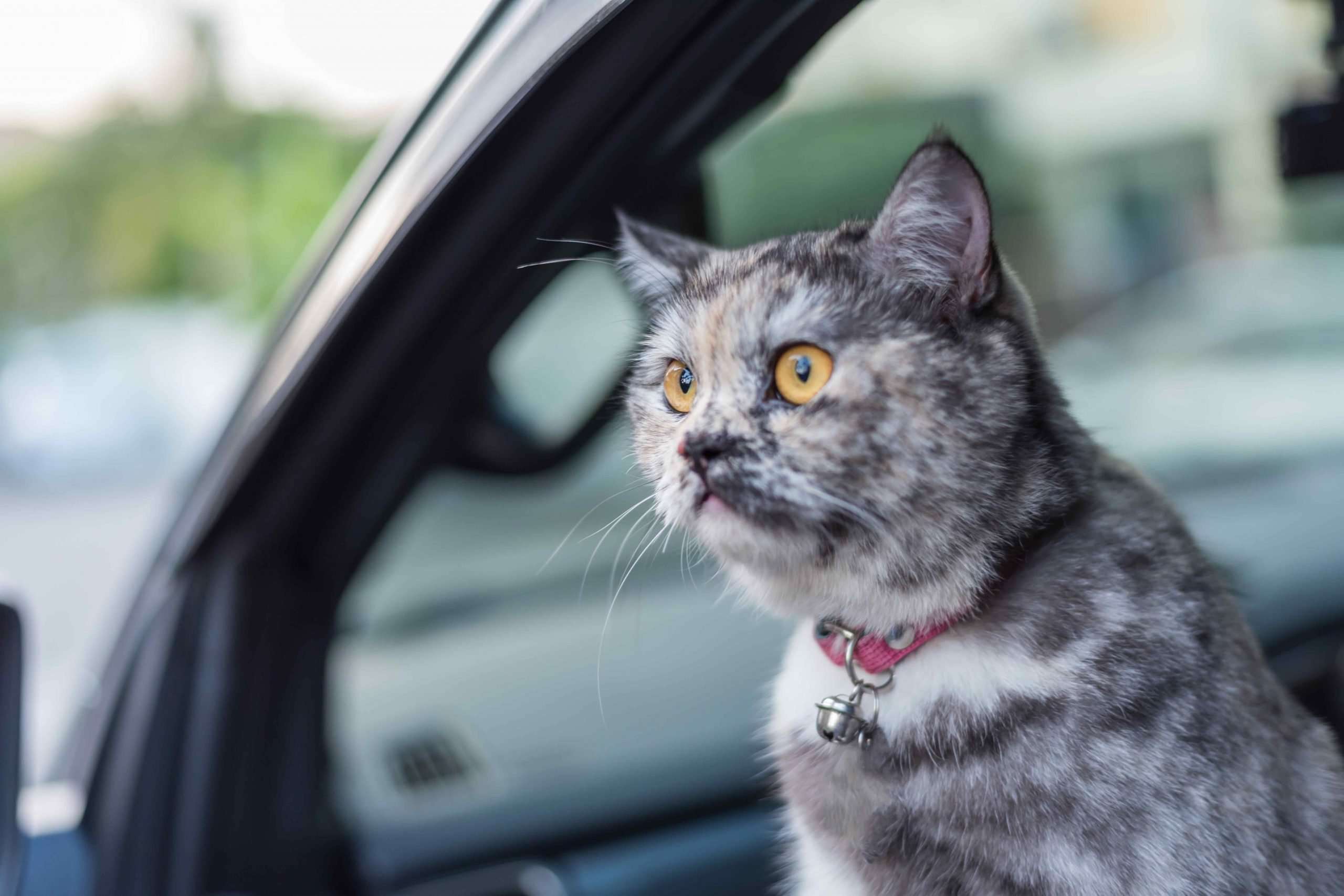 How To Keep Your Cat Calm In The Car
