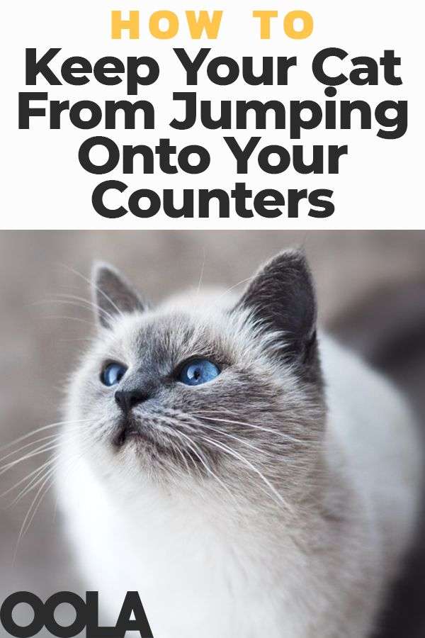 How To Keep Your Cat From Jumping Onto Your Counters ...