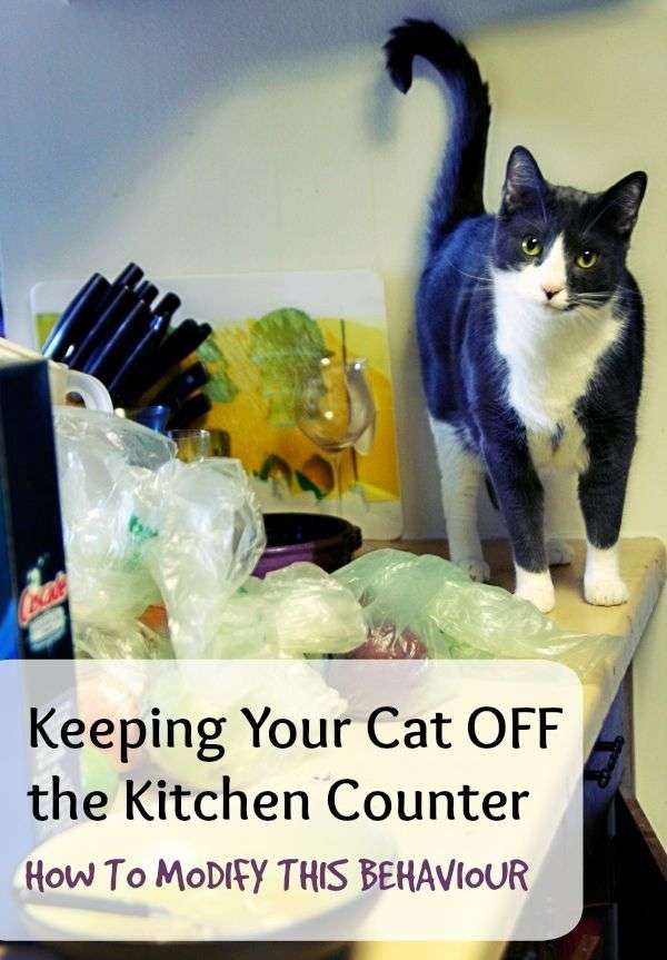 How to Keep Your Cat Off the Kitchen Counter