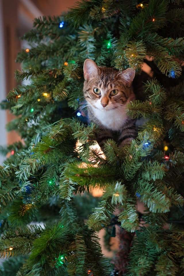 How to Keep Your Cat out of the Christmas Tree ...