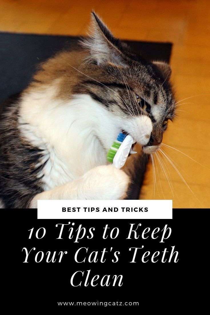 How to Keep Your Cat