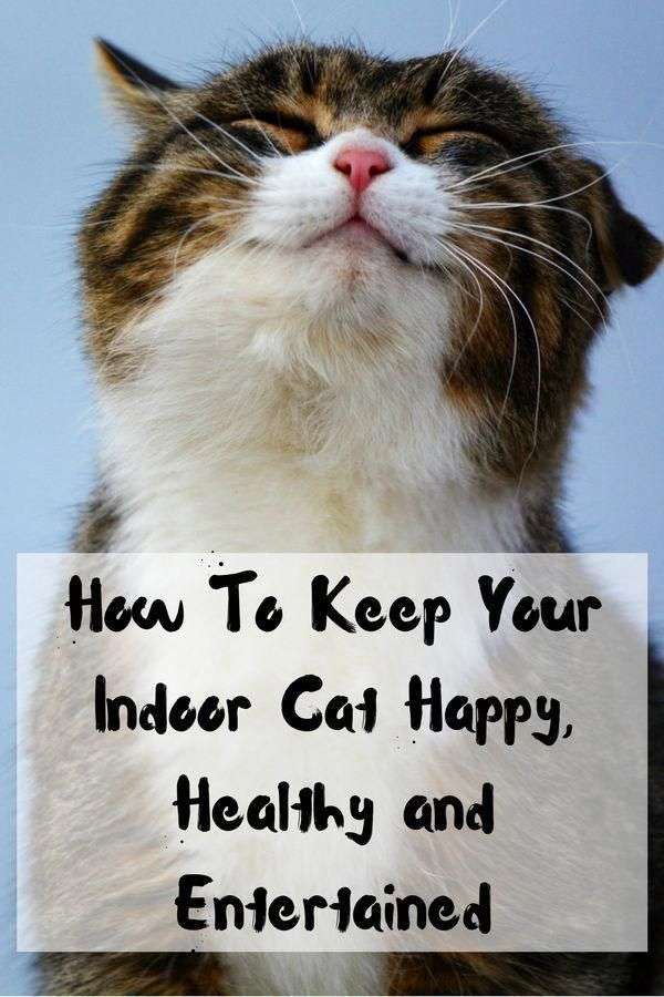 How To Keep Your Indoor Cat Happy, Healthy and Entertained happy indoor ...