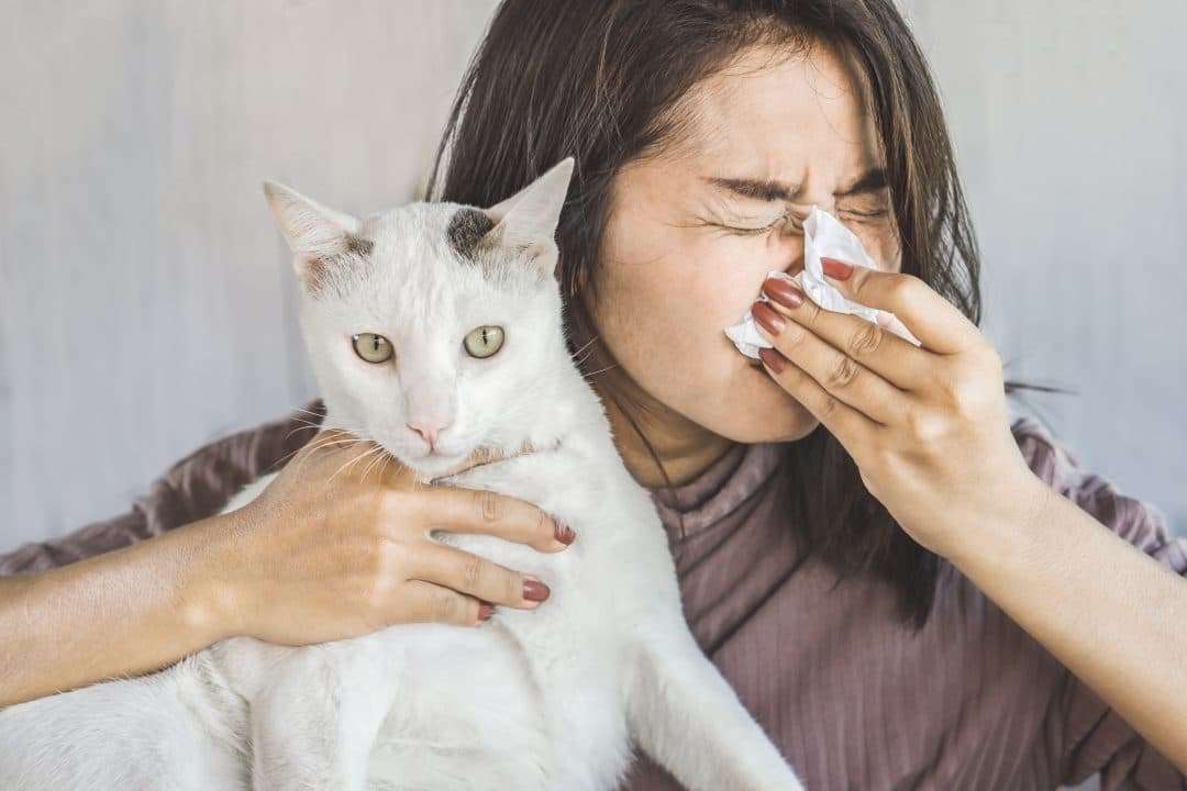 How To Know If You are Allergic To Cats?