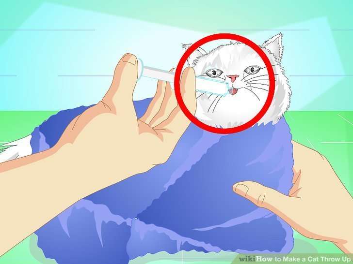 How to Make a Cat Throw Up: 7 Steps (with Pictures ...