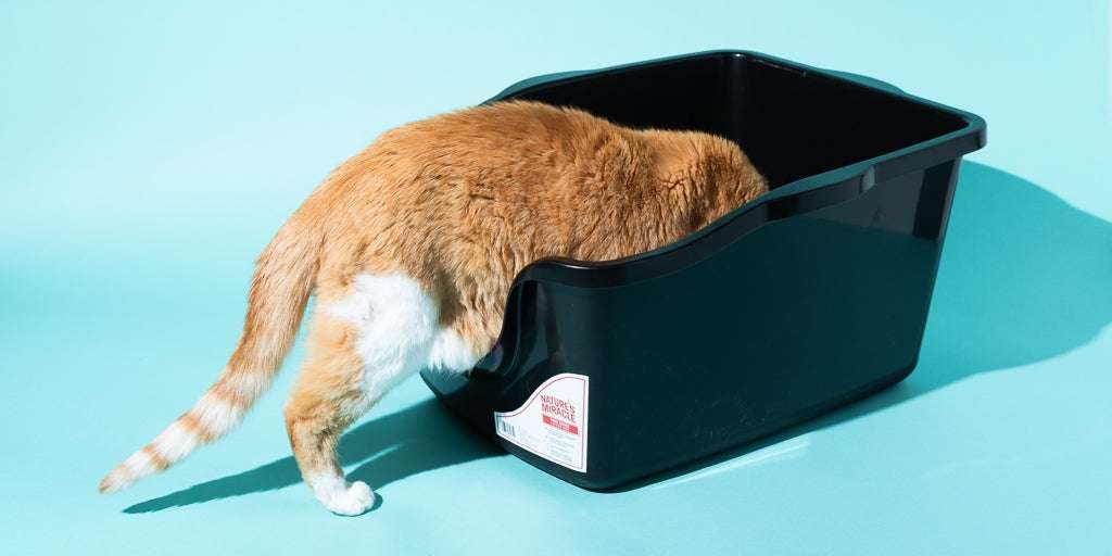 How To Make A Diy Cat Litter Box : Diy Senior Cat Litter Box For ...