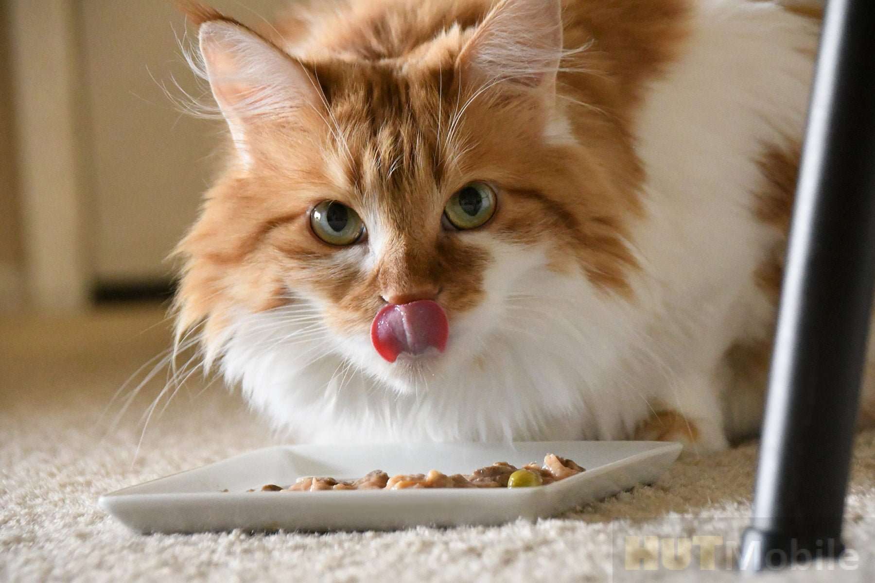 How to make correct homemade cat food for your own Mao ...