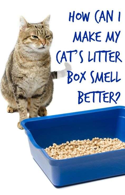 how to make the cat litter box smell better