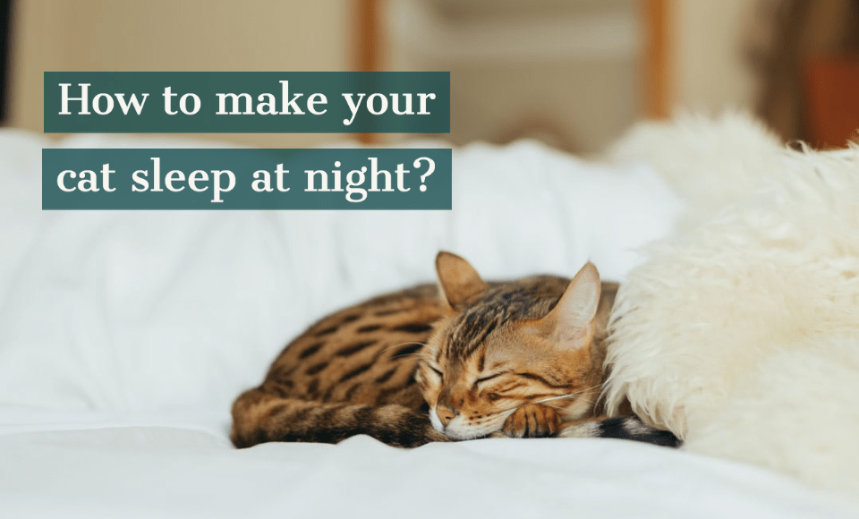 How To Make Your Cat Sleep At Night