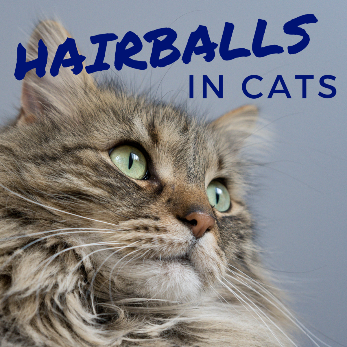 How to Prevent and Treat Hairballs in Cats